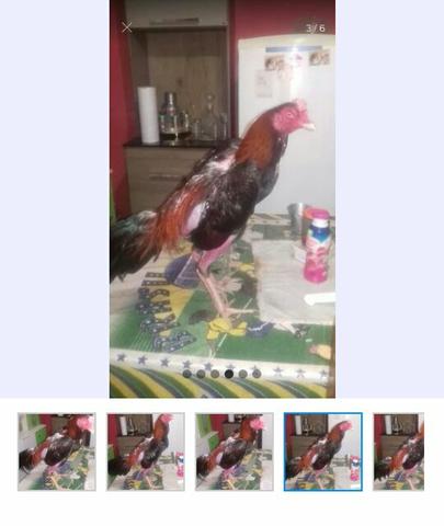 Ovos galado de raça 20 ovos - Foto 3