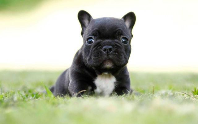 Bulldog'francês-promoção