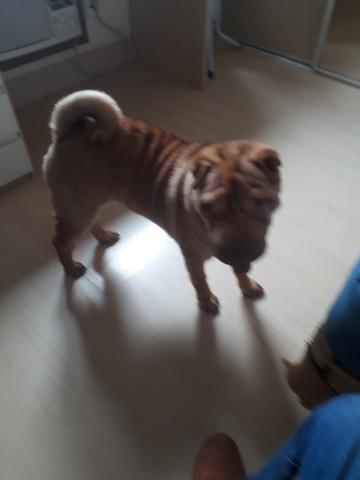 Shar pei - Foto 2