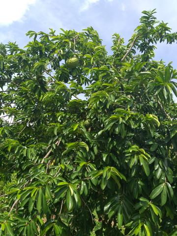 Fruta graviola muito boa .sem agrotóxico - Foto 3