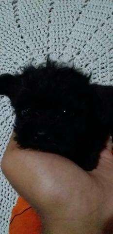 Poodle micro toy macho 300 12x - Foto 3
