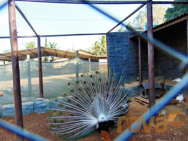 Chácara à venda em Área rural de trindade, Trindade cod:NOV235711 - Foto 11