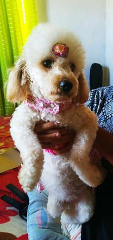 Vende-se filhote de poodle - Foto 3
