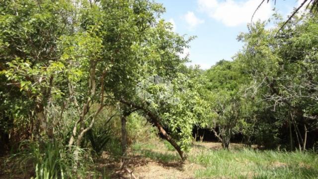 Terreno à venda em Protásio alves, Porto alegre cod:TE1366 - Foto 7