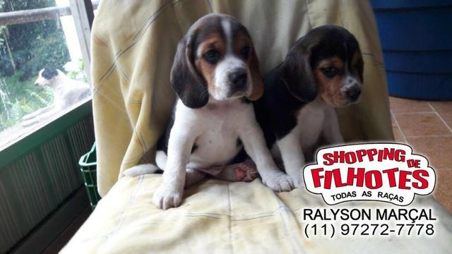Beagle mini a pronta entrega, (bicolor/tricolor) com garantia de saúde - Foto 2