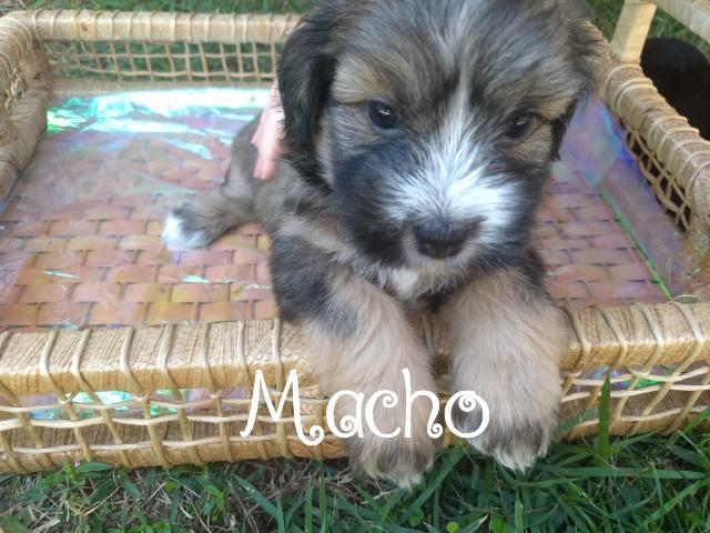 Filhotes de Lhasa Apso - Foto 5