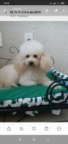 Vende-se filhote de poodle - Foto 2