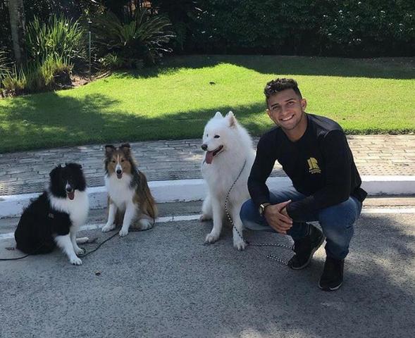 Adestramento Domiciliar - Foto 2