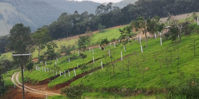54V terreno para quem gosta de plantar - Foto 3