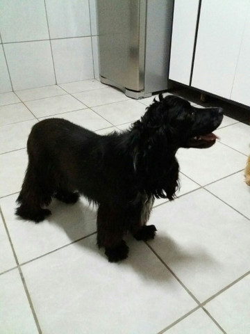 Cocker Spaniel inglês: Procurando namorada.