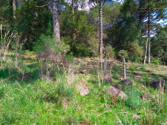Sítio Terreno - Foto 13