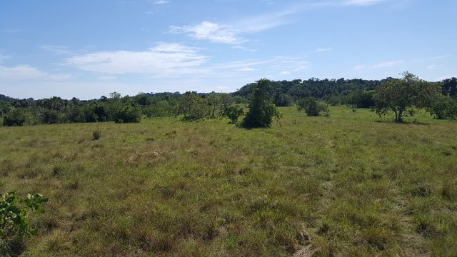Fazenda de 1500 hectares em Alto Alegre/RR, ler descrição do anuncio - Foto 11