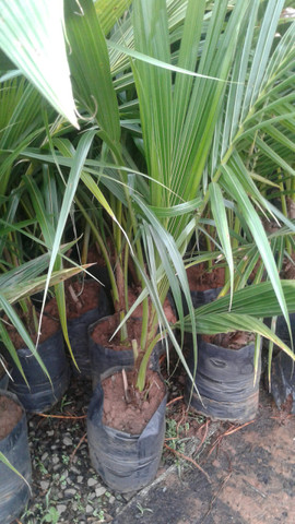 Grama e mudas de eucalipto-Frutíferas frutos, limão,ponkan, etc.- montamos seu pomar- - Foto 4