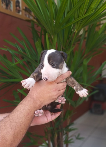 Bull Terrier Filhotes Várias Cores Disponíveis Clique Já E Confira - Foto 3