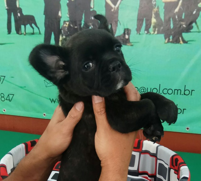 Ideal Para Apartamentos E Crianças Conheça O Bulldogue Francês Canil Império - Foto 2