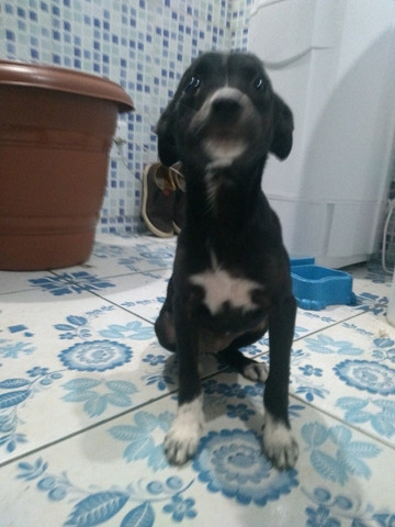 Cachorro srd Grátis - Foto 3