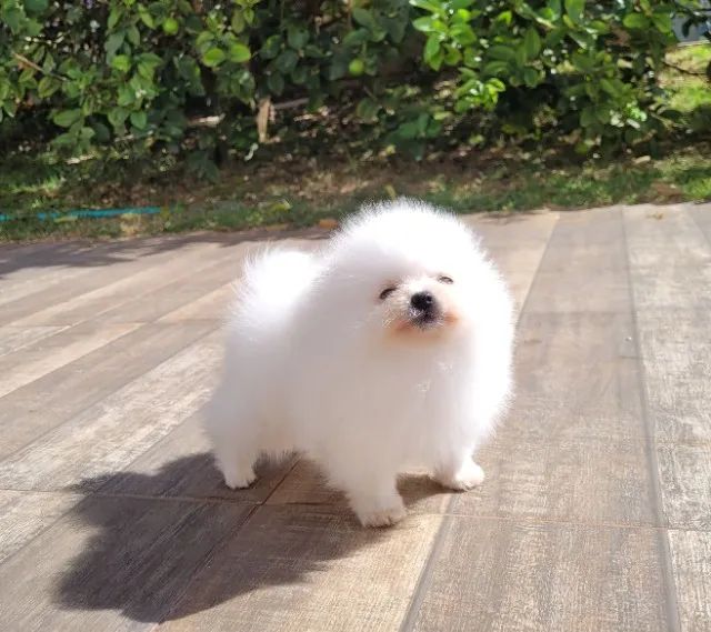 Spitz Alemão Macho12x sem juros pediree CBKC - Foto 3
