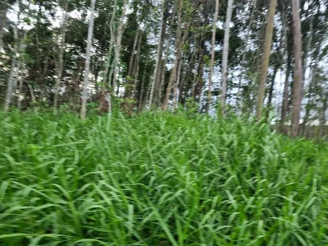 VENDO 100 ALQUEIRES NA VILA DO SAMUEL - Foto 5