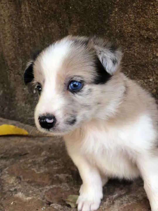 Border Collie - Foto 2