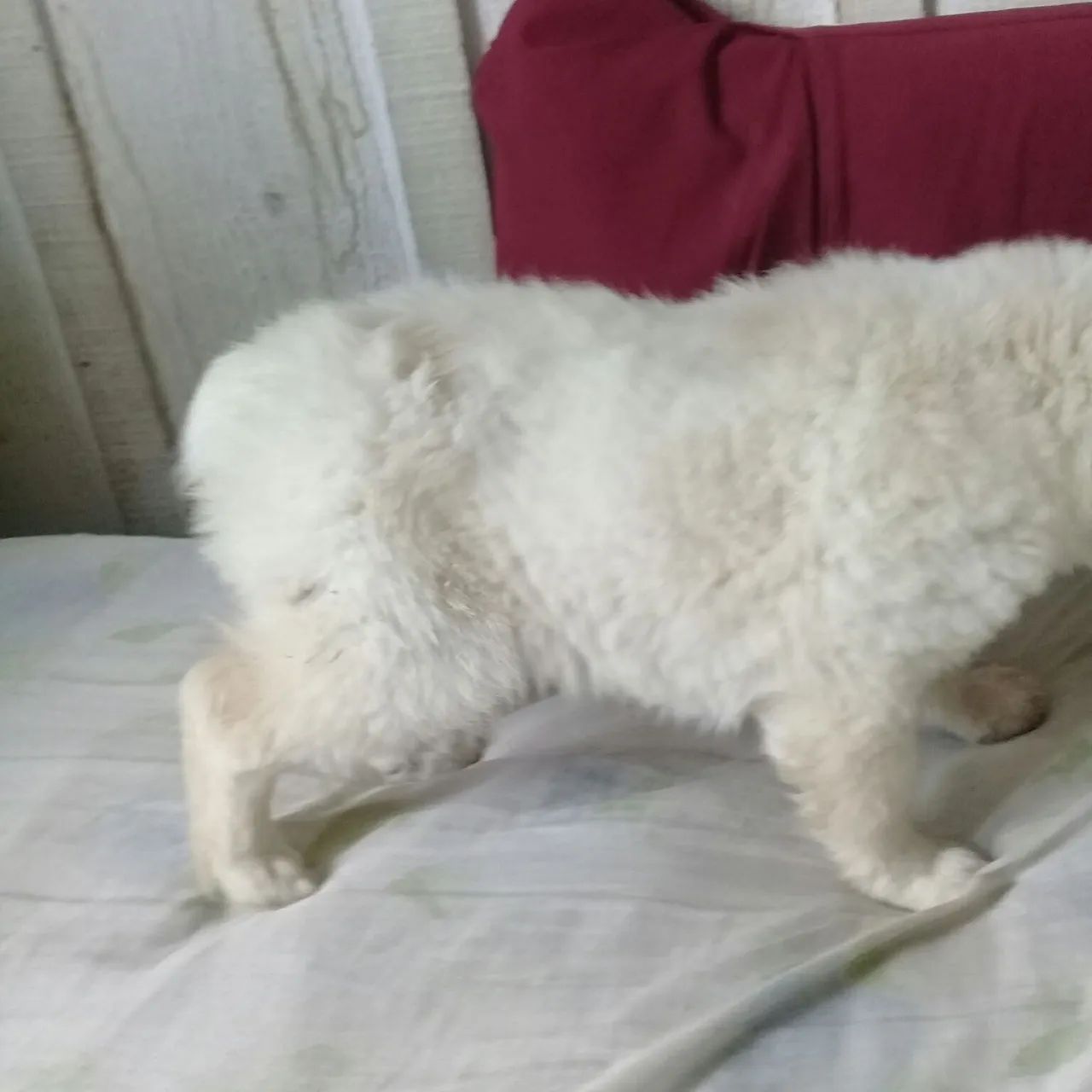 cachorrinho macho peludo porte médio - Cachorros e acessórios - Umbará,  Curitiba 1319838635 | OLX