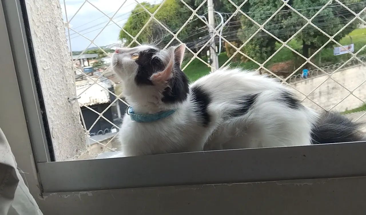 Gatinho peludinho adoção Responsável - Foto 3