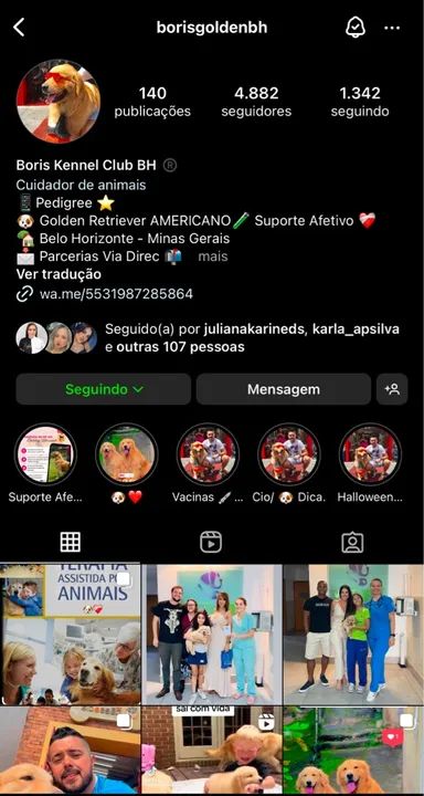 Golden Retriver Filhotes  - Foto 4