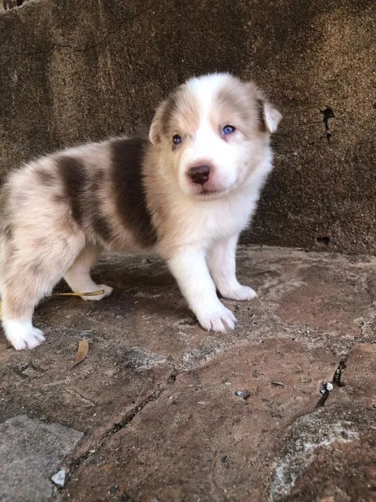 Border Collie - Foto 4