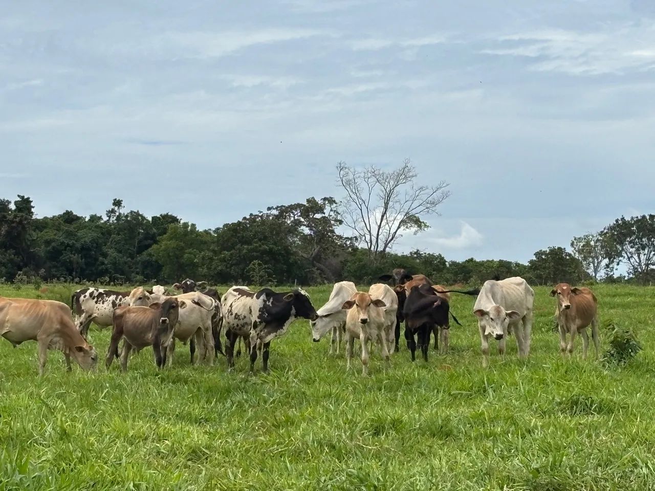 16 Bezerros Anelorado (Bonfinopolis) - Foto 3