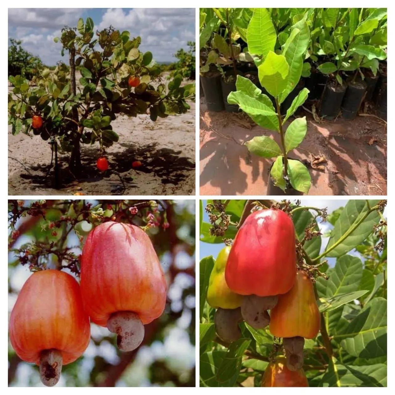 Bananeiras mudas para plantio e muito mais 98187_9343  - Foto 2