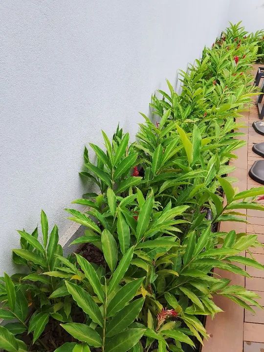 Serviço de jardinagem e paisagismo, - Foto 2