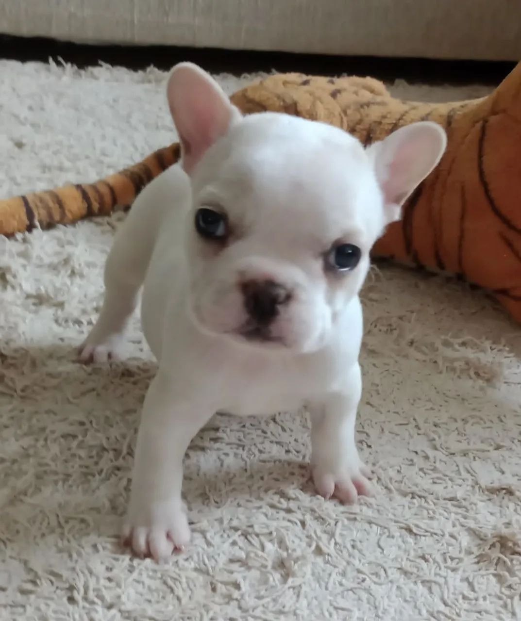Bulldog Francês : Qualidade ( Puros) - Foto 2