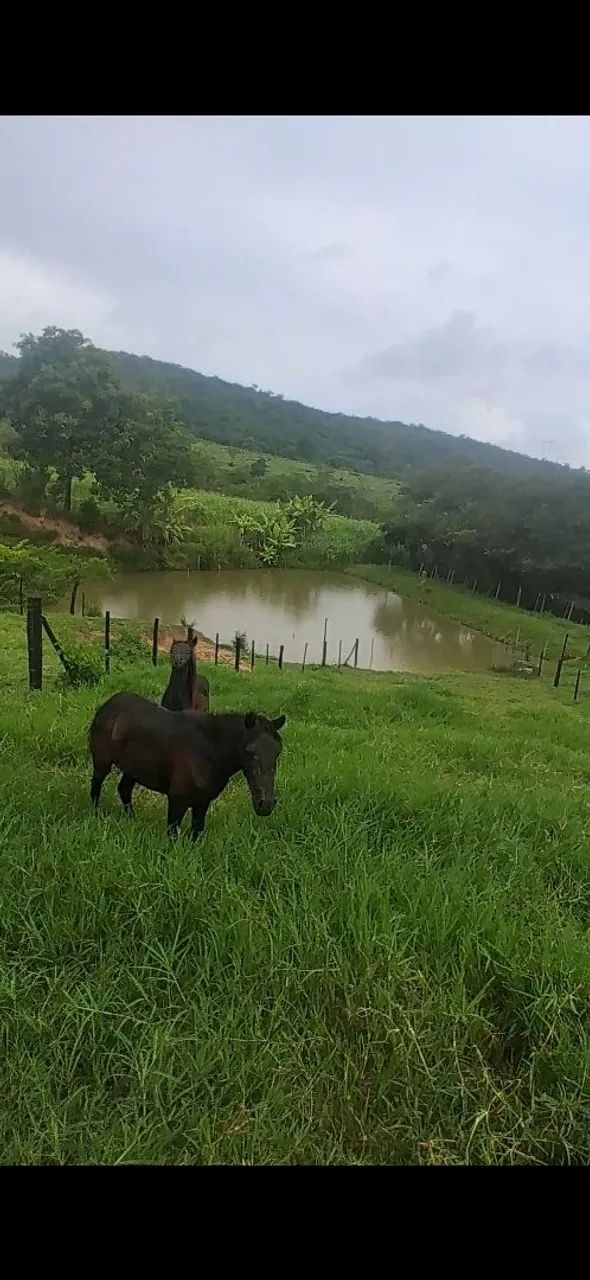 vendo casalzinho de mini pônei.  - Foto 2
