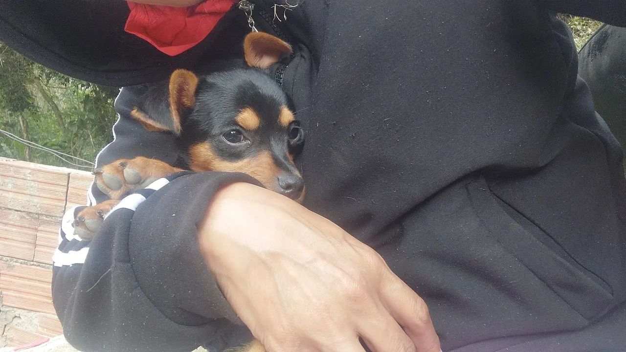 Vendo um cachorro da raça pinscher já tem um ano macho número um - Foto 3
