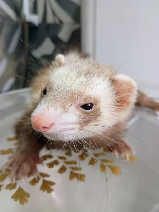 VENDO FURÃO (FERRET) - Foto 6