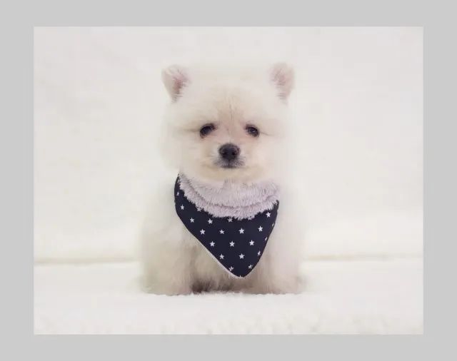 Lulu da Pomerânia anão machinho em loja 