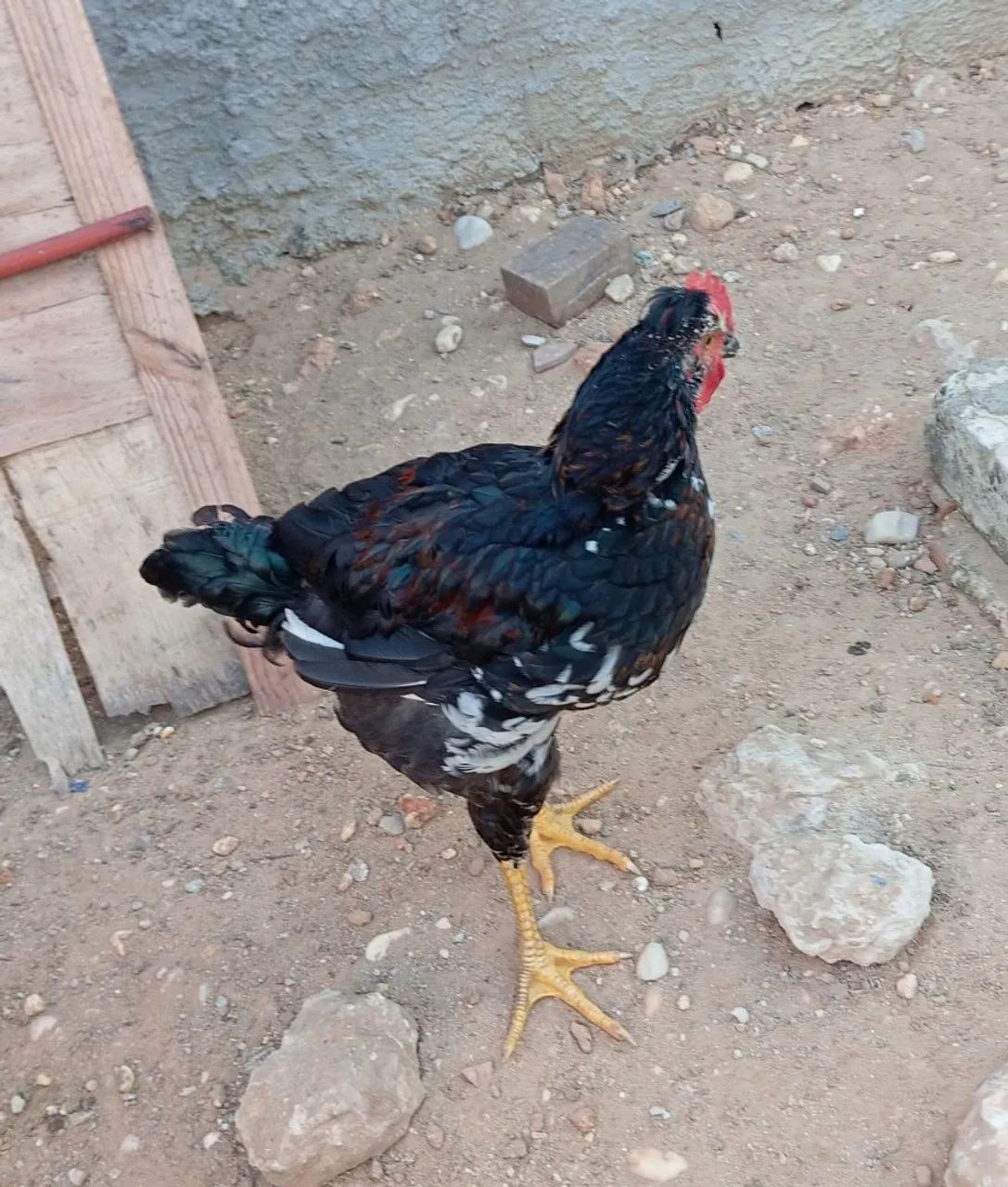 Pintos gsb pra vender