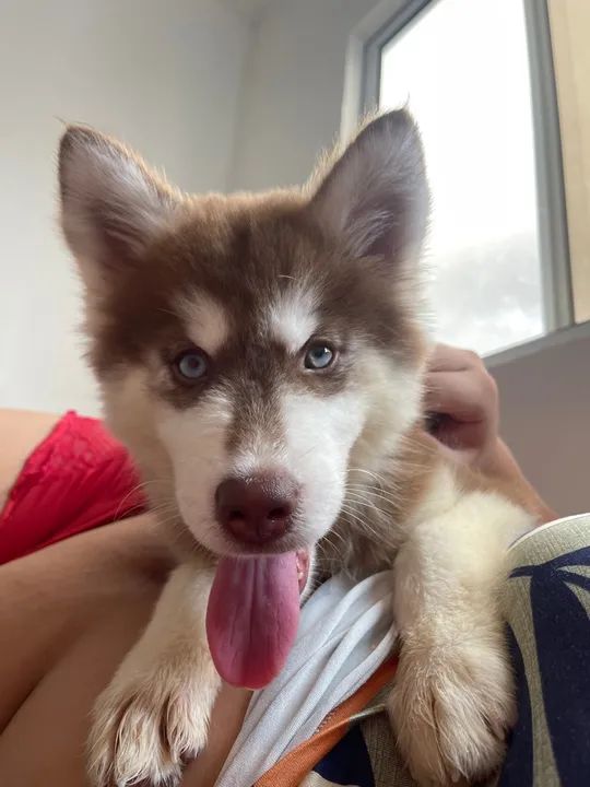Husky Siberiano com olhos azuis - Foto 2