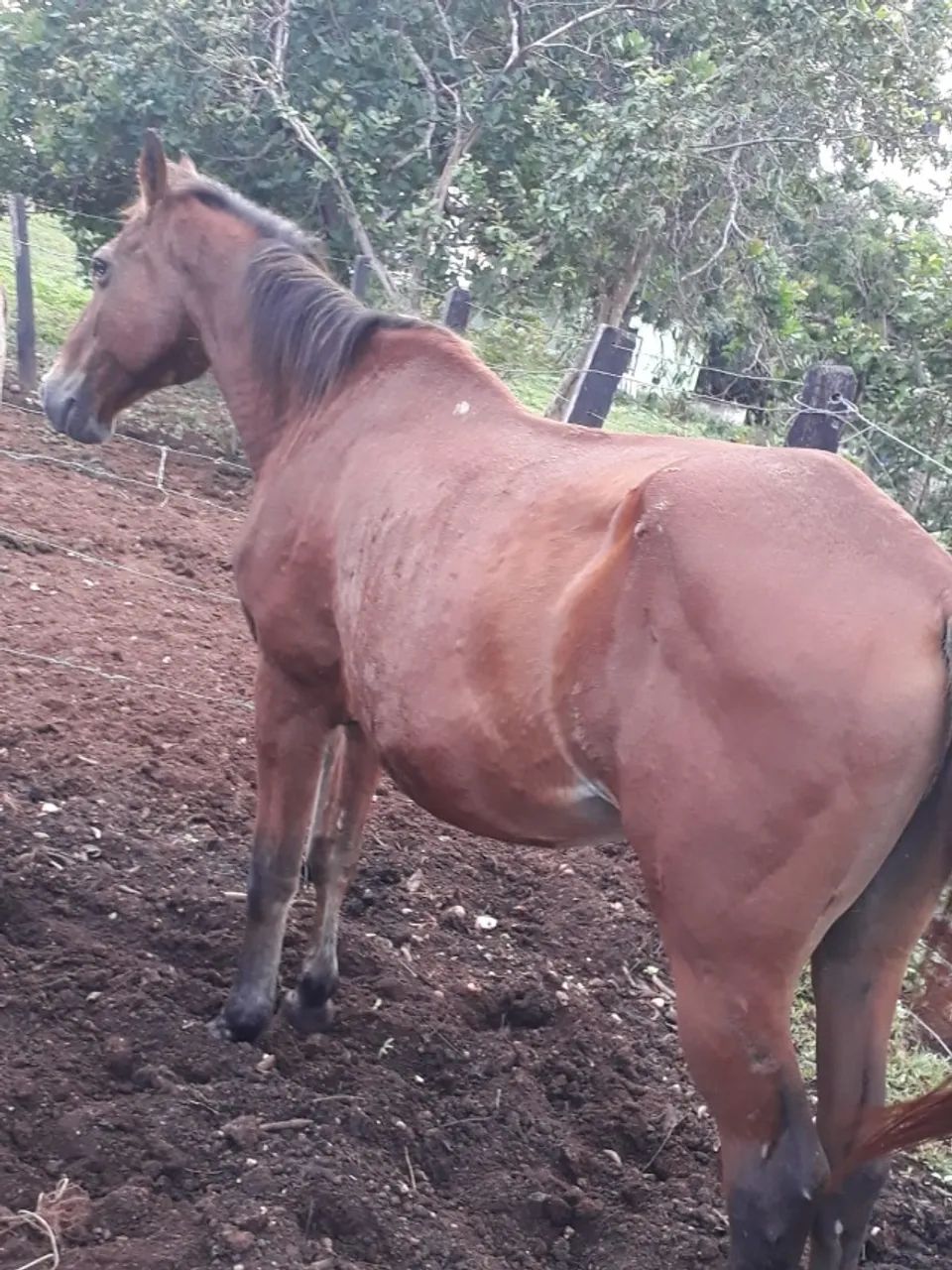 Equinos a Venda - Foto 3