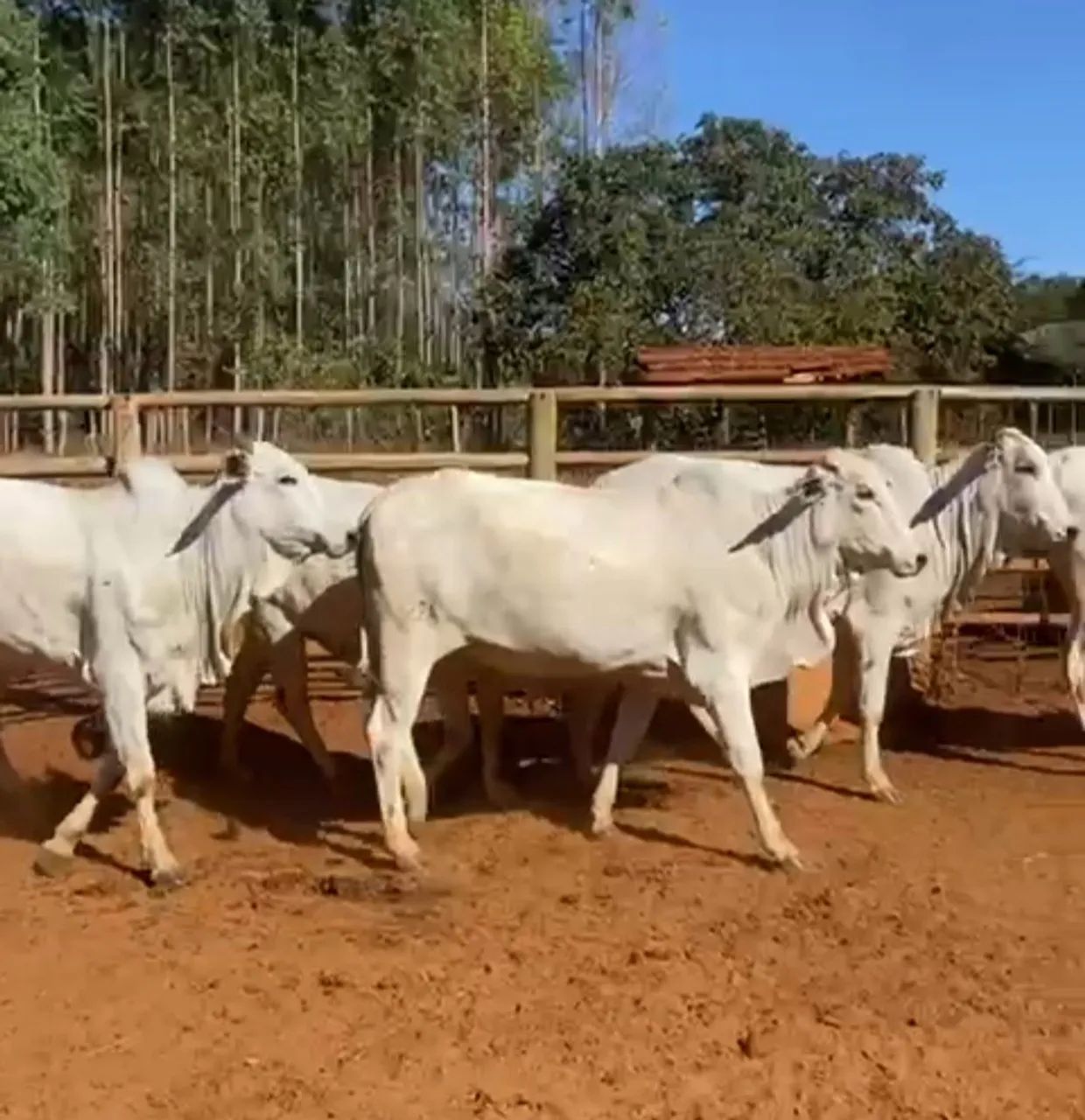 Vacas Nelore prenhes !! - Foto 4