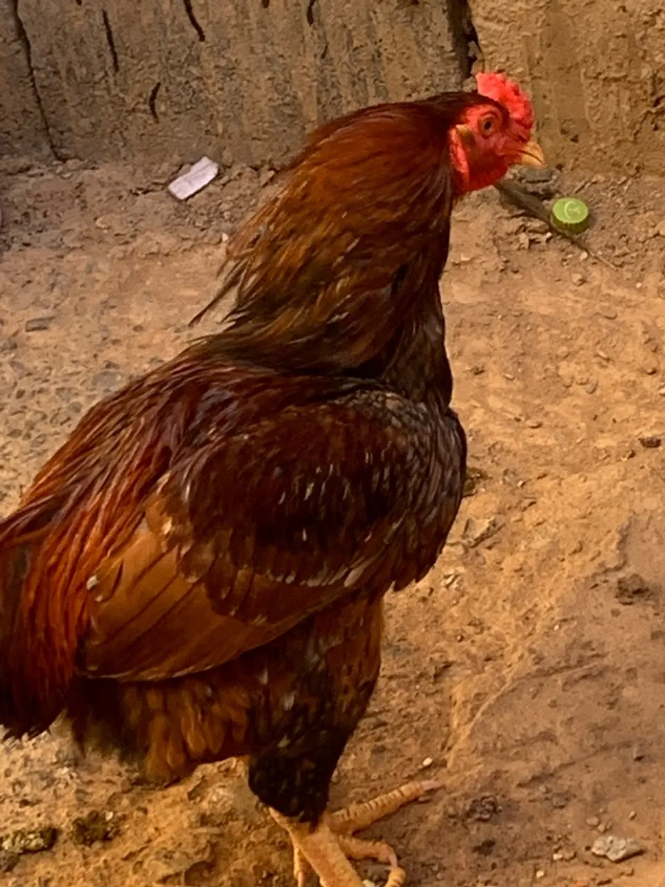 Galo e galinha CAIPIRA GIGANTE