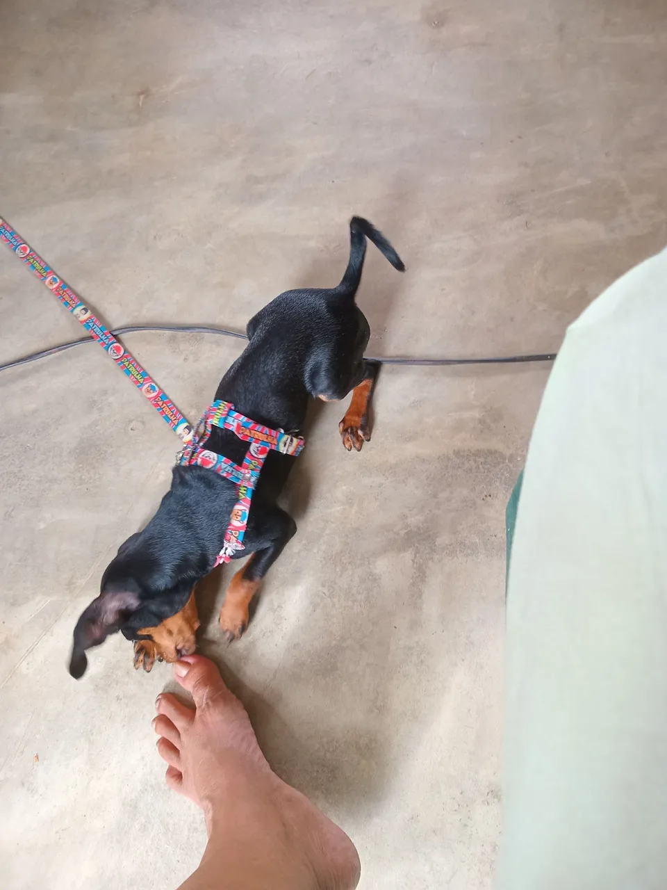 Pinscher Filhote - Pelúcia e Companhia!