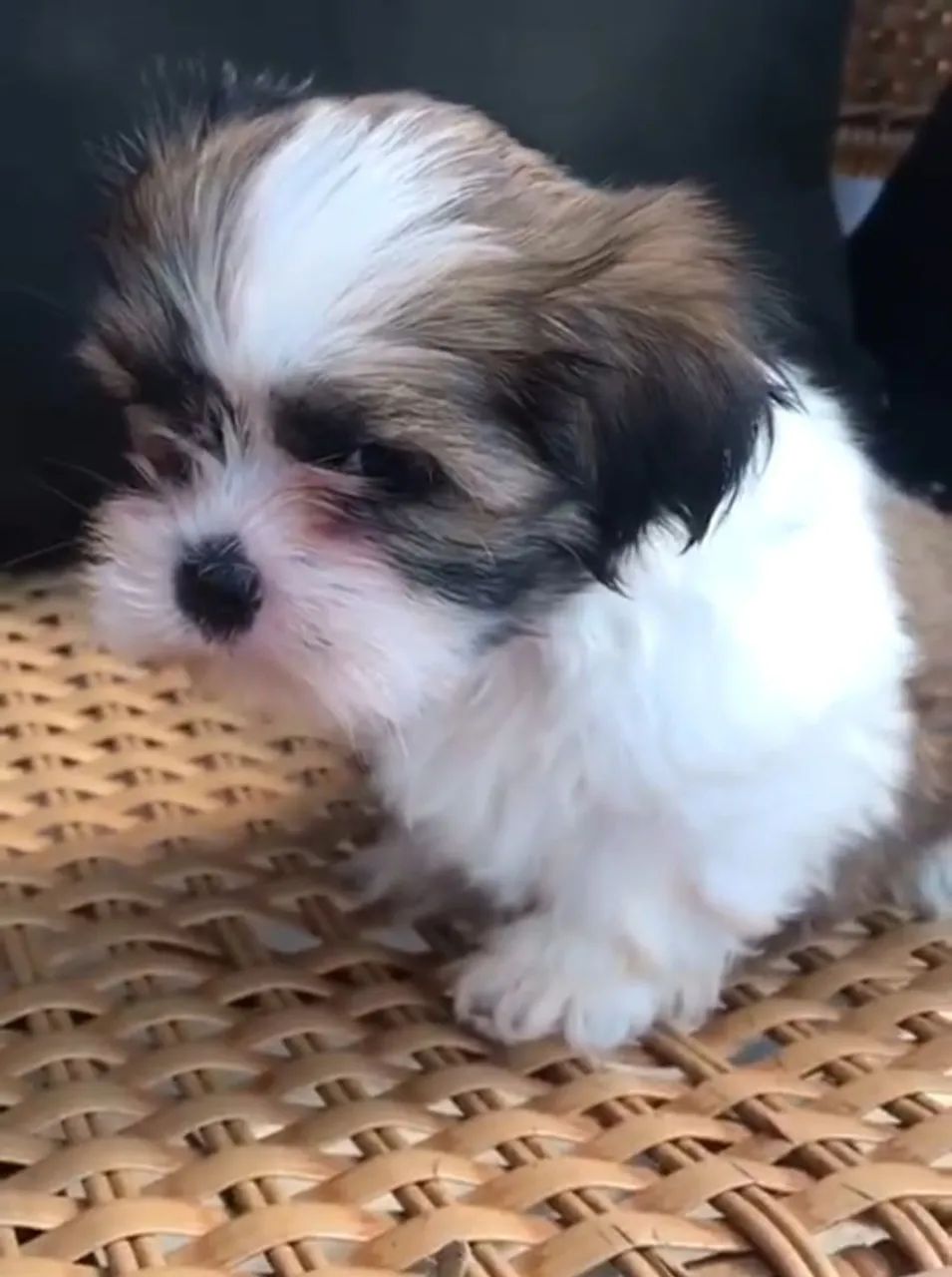 Shih Tzu Fofo vende