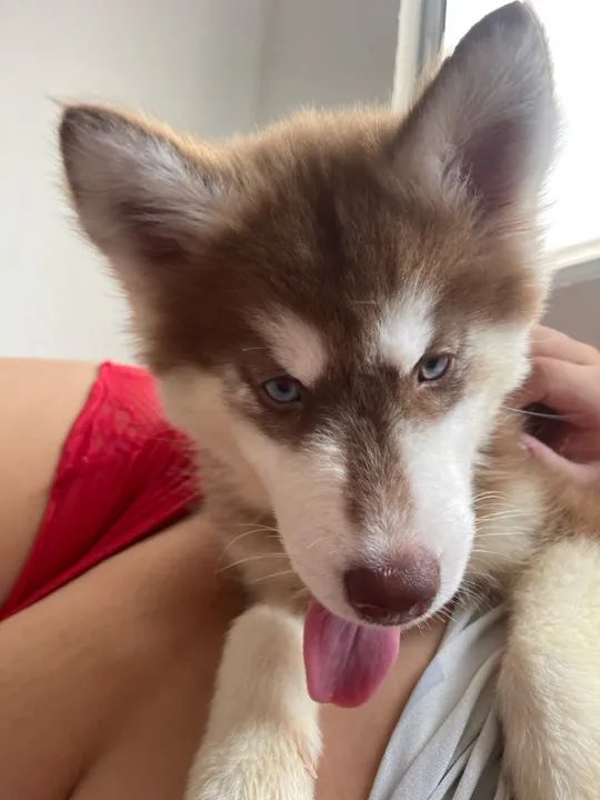 Husky Siberiano com olhos azuis - Foto 3