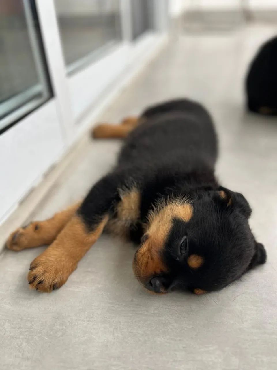 Filhote Rottweiler fêmea - Foto 5
