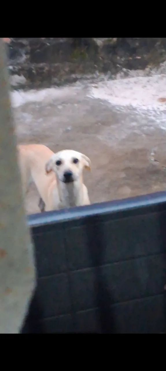 Filhote de cachorro Caramelo  - Foto 2
