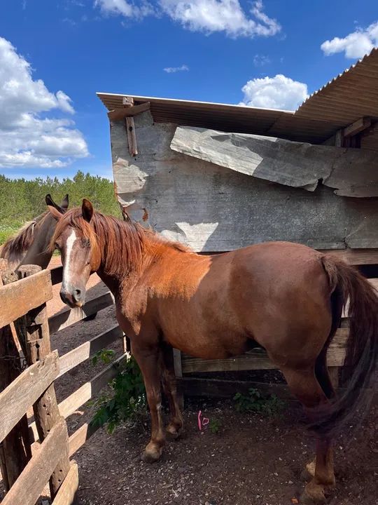 Cavalo ligeiro  - Foto 4