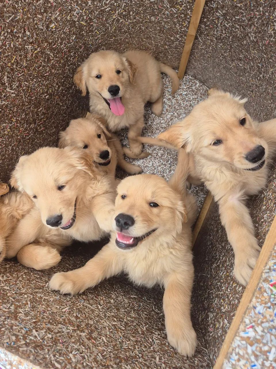 Golden Retriever  - Foto 2