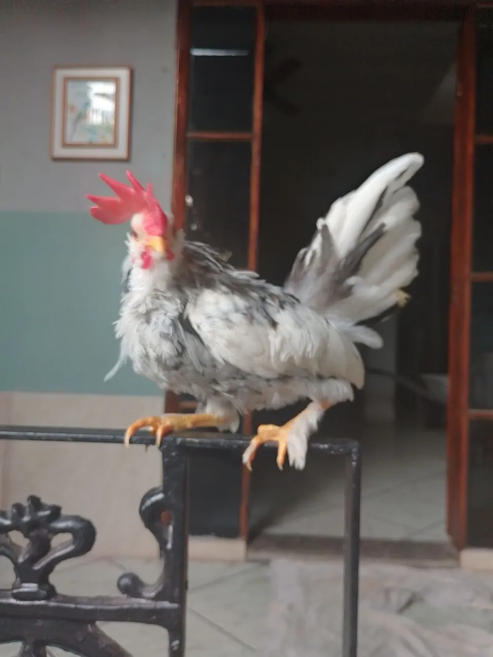 Galo Ornamenta
