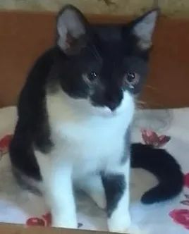 Gatos filhotes irmãos frajola preto e branco 3 meses adoção São Paulo região  - Foto 4