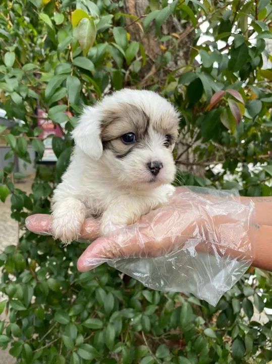 Lhasa Apso Filhotes com Pedigree e garantia de saude  - Foto 2